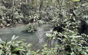 Naciente del río Azul - caserío Jorge Basadre - Valle del Aspuzana - PUCAYACU